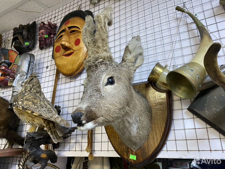 Чучело косули натуральное