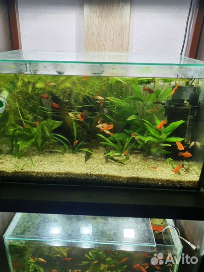 Обслуживание аквариумов