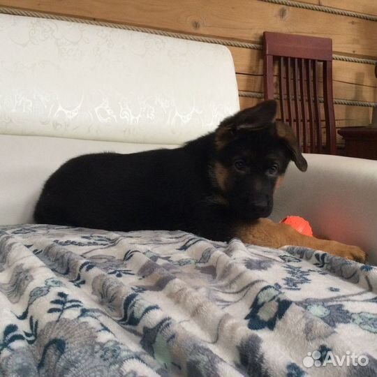 Щенки немецкой овчарки из питомника с документами