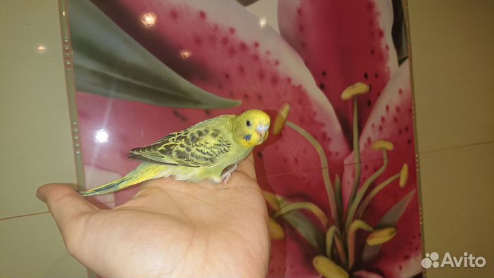 Самка волнистого попугая птенец