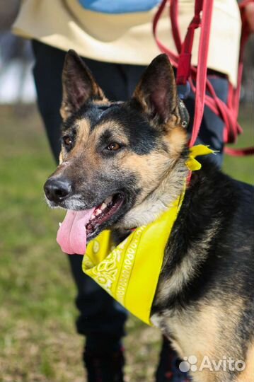 Лукум, собака из приюта Некрасовка