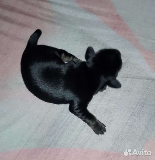 Щенки