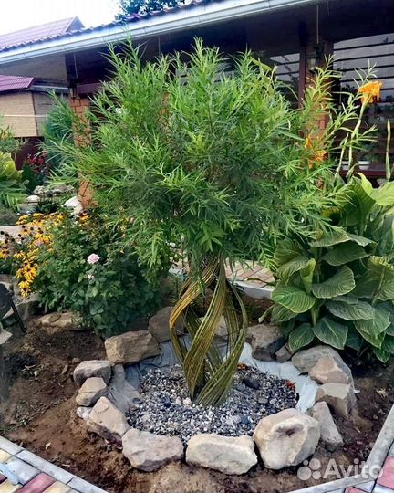 Лоза сортовой ивы