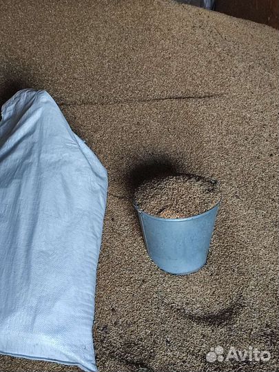 Пшеница.2023г