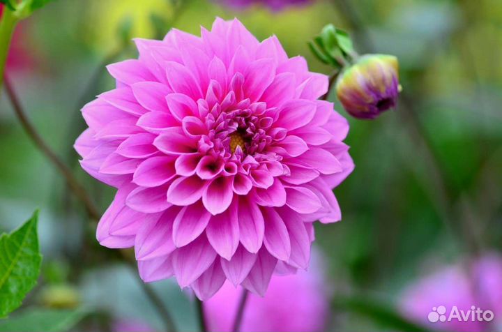 Георгины клубни