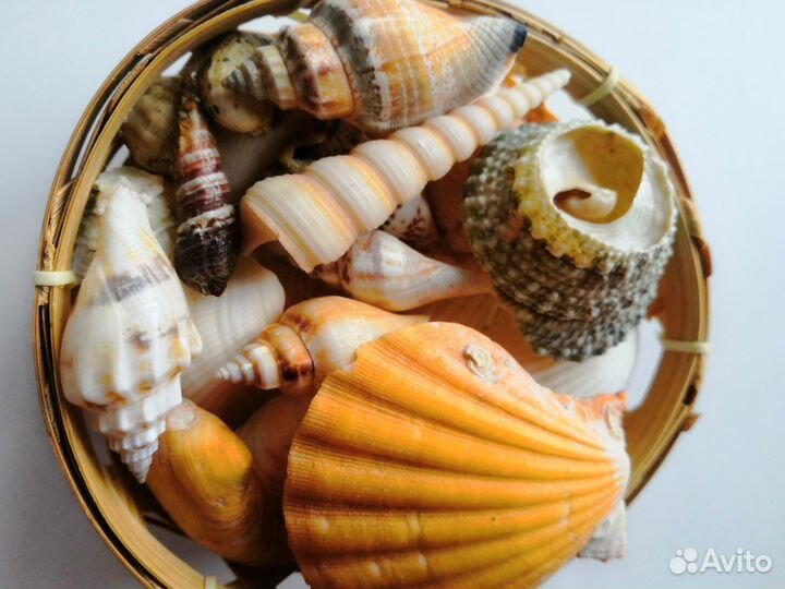 Морские ракушки