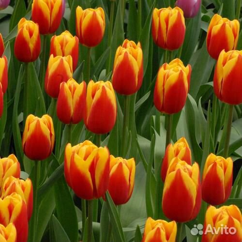 Тюльпаны оптом от производителя Bang Kok
