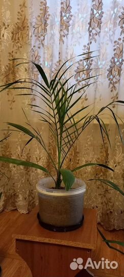 Финиковая пальма