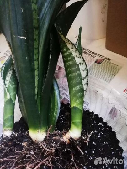 Сансевиерия уитни