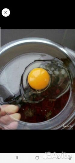 Куриные яйца