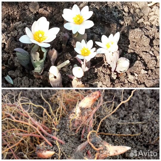 Почвопокровники,примулы,многолетники