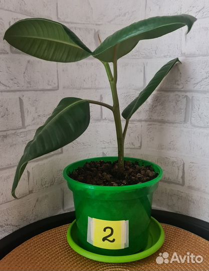 Фикус каучуконосный