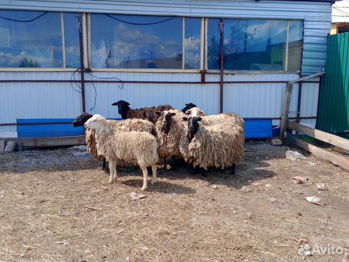 Овцы бараны ягнята