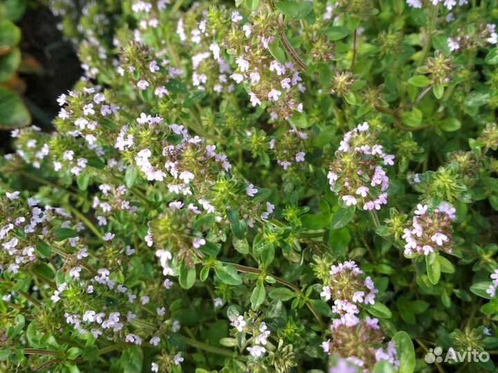 Тимьян (чабрец)