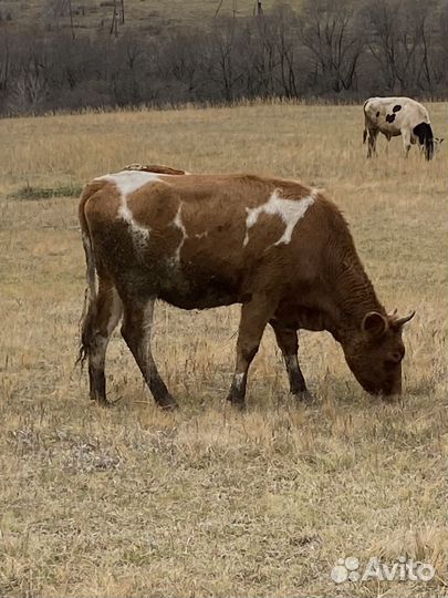 Бык, телки, телята