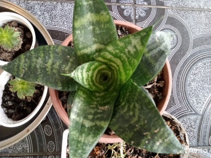 Сансевиерия