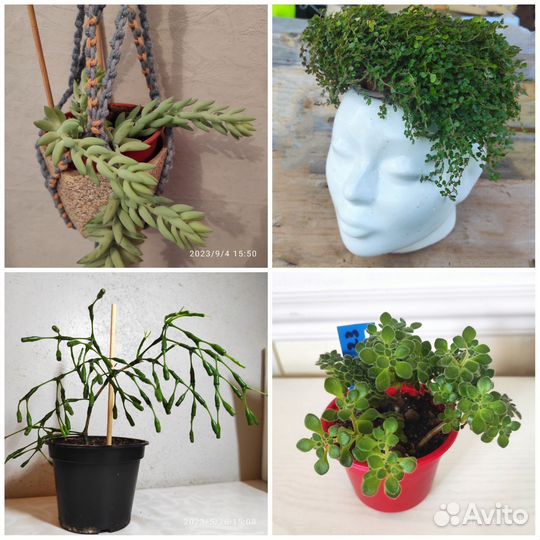 Аихризон, хатиора, очиток Моргана