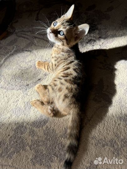 Бенгальская