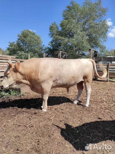 Бычки и быки для откорма