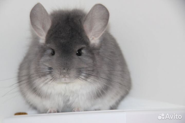 Шиншилла ангора стандарт, ангора фиолет, эбони