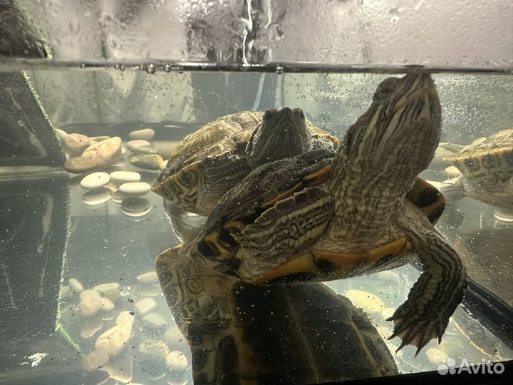 Красноухие черепахи