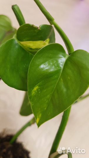 Сциндапсус эпипремнум редкие сорта