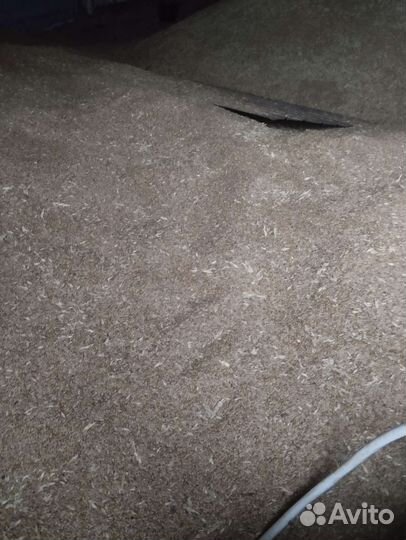 Зерно пшеница