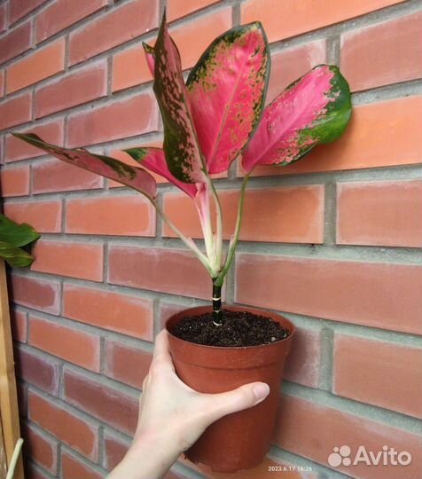 Аглаонемы взрослые и детки