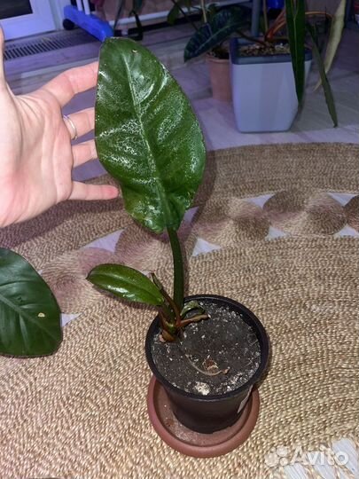 Филодендрон империал ред