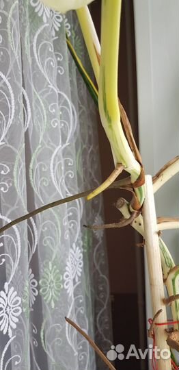 Монстера вариегатная