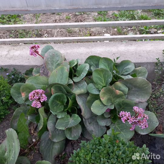 Бадан