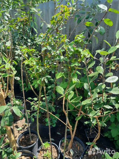 Фейхоа,спирея