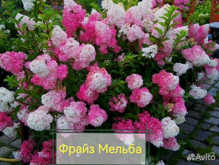 Гортензии метельчатые