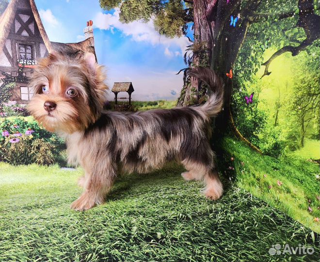 Йоркширский терьер