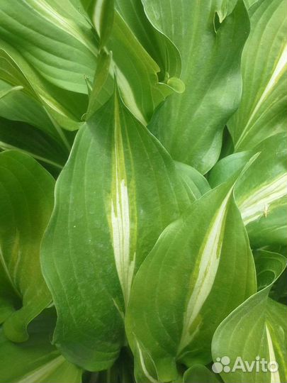 Хоста медиовариегата