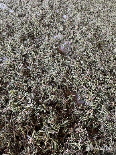 Саган дайля