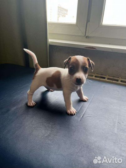 Щенки джек рассел терьер