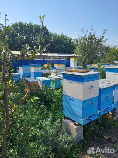 Пчелы, пчелосемьи, пасека