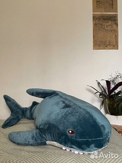 Синяя акула из семейства мягких