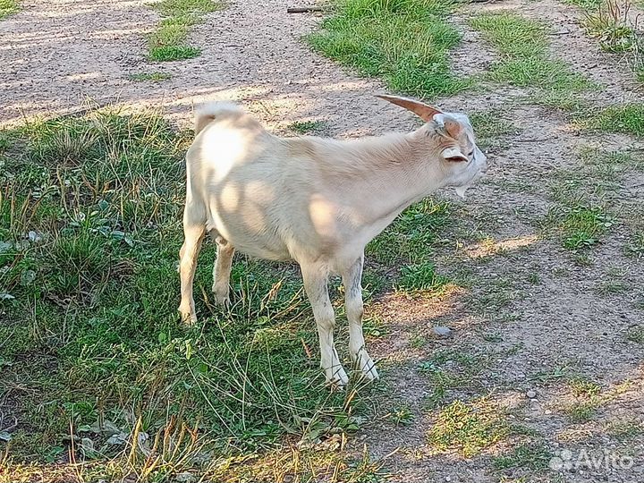 Козел на племя