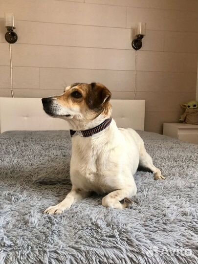 Маленькая собачка Мия 2 года