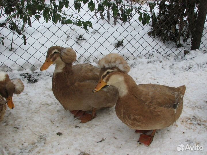 Индоселезни и Хохлатые утки