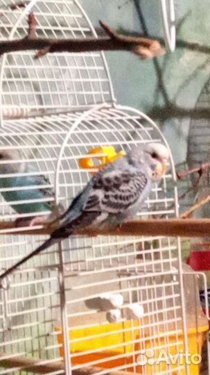 Пара чехи Попугай