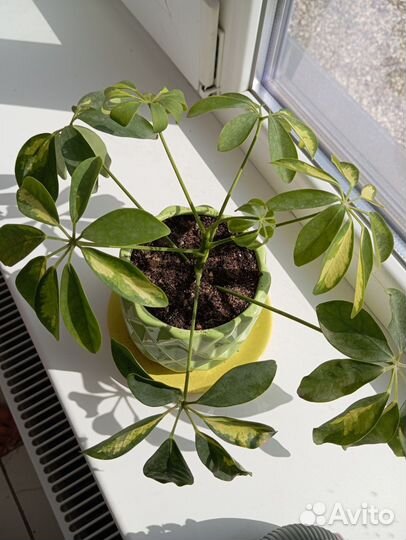 Шефлера вариегатная