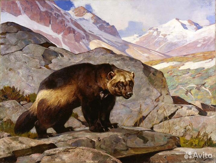 Череп древней росомахи (ископаемое/палеонтология)