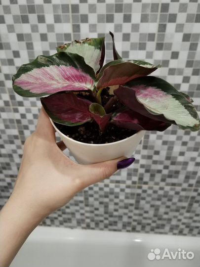 Калатея розеопикта silvia