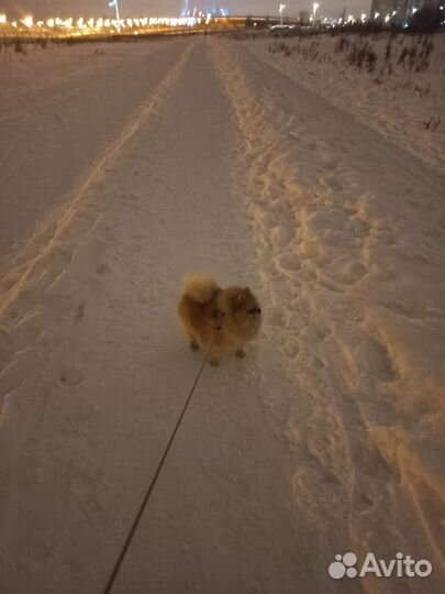 Передержка собак мелких и средних пород