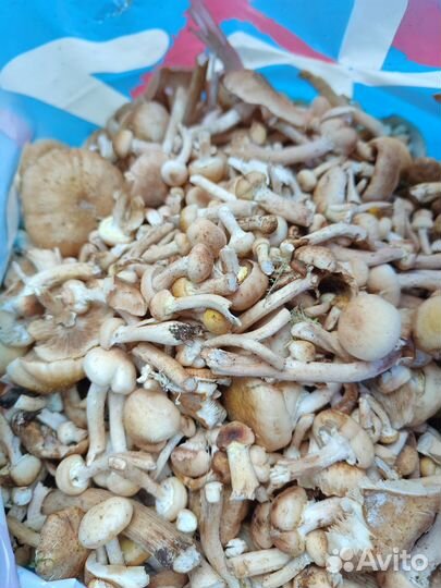 Грибы опята свежий сбор