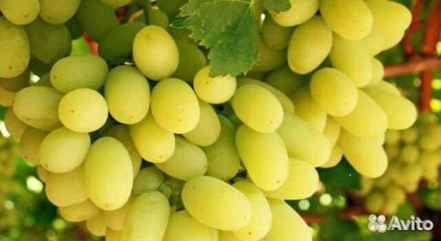 Саженцы винограда