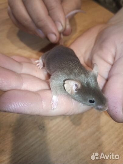 Мышь сатиновая декоративная